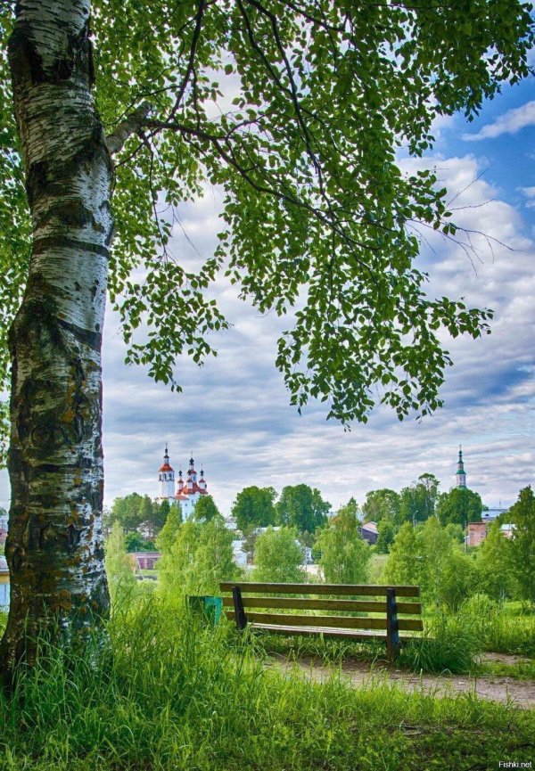 россия березы