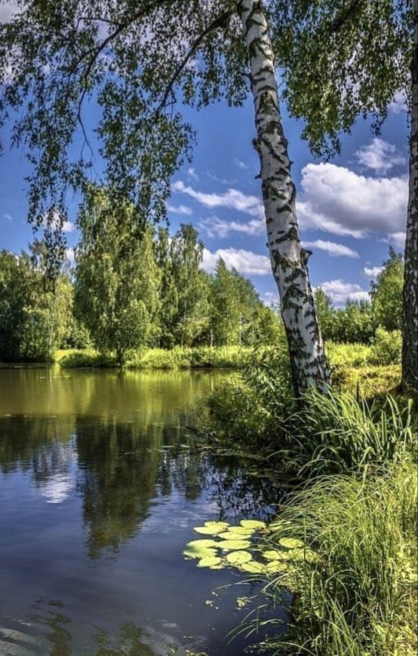 пейзажи летние