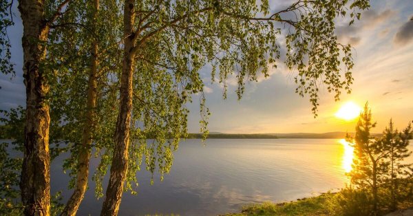 березы на берегу