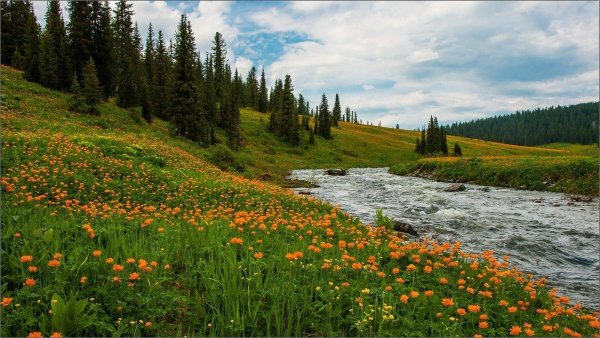 сибирская купальница жарки