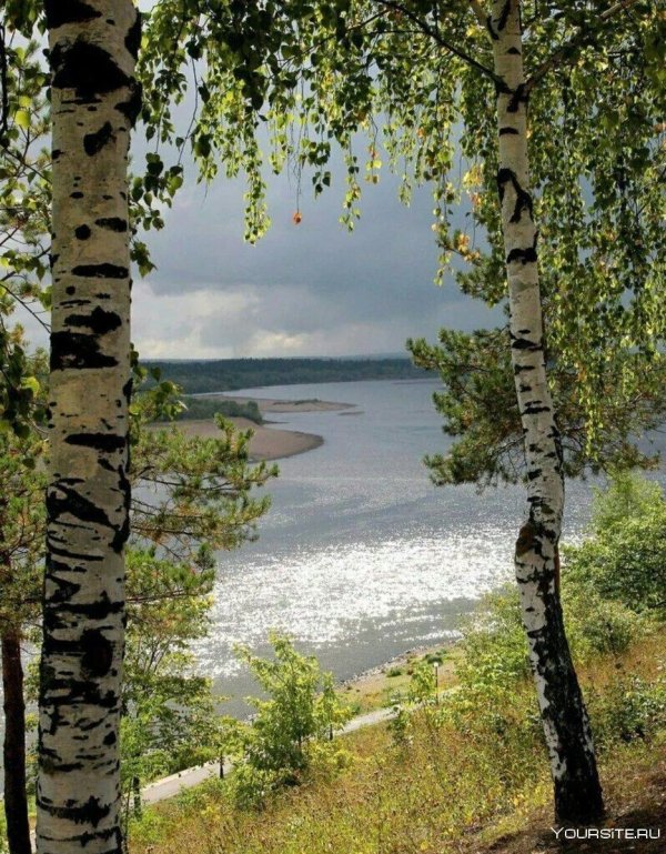 береза повислая над рекой