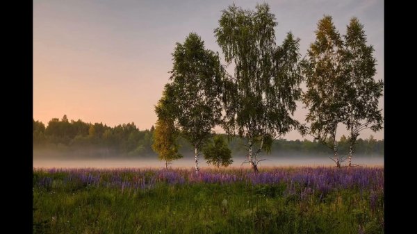 российские просторы березы есенин