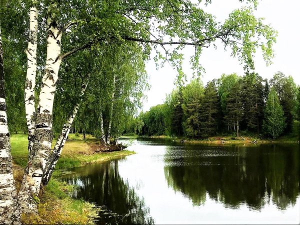 березки на берегу реки