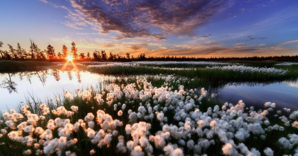 ямальская пушица