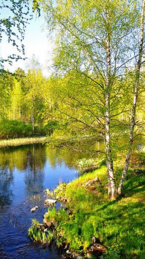 пейзаж с березками