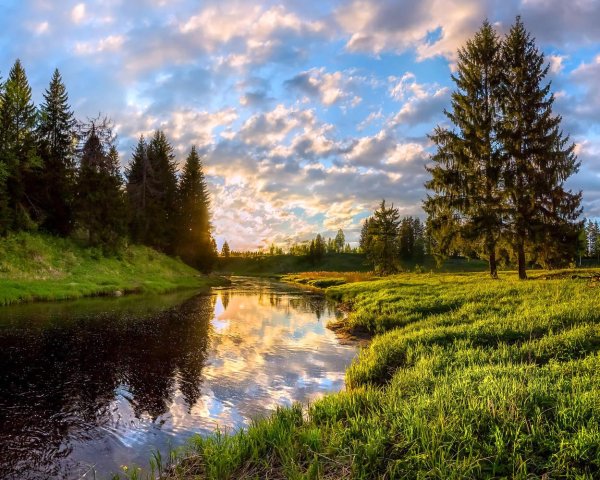 федор лашков вепсский лес