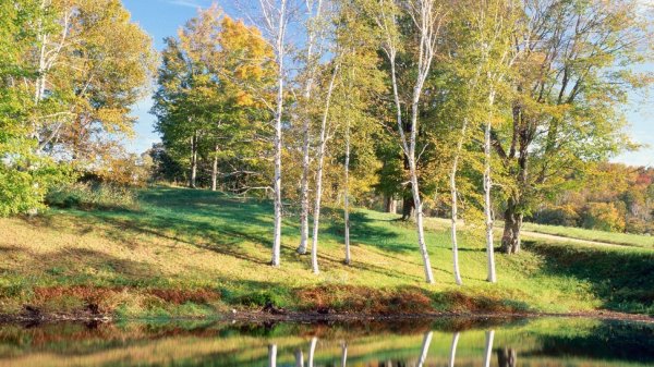 пушгоры береза