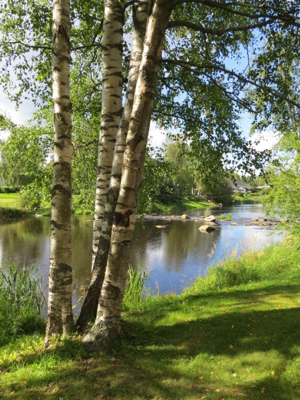 береза повислая над рекой