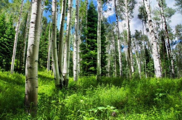 берёзовая роща2 2022