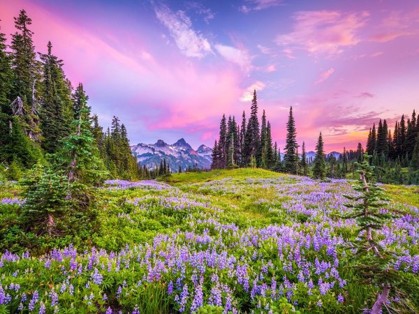 луг в горах