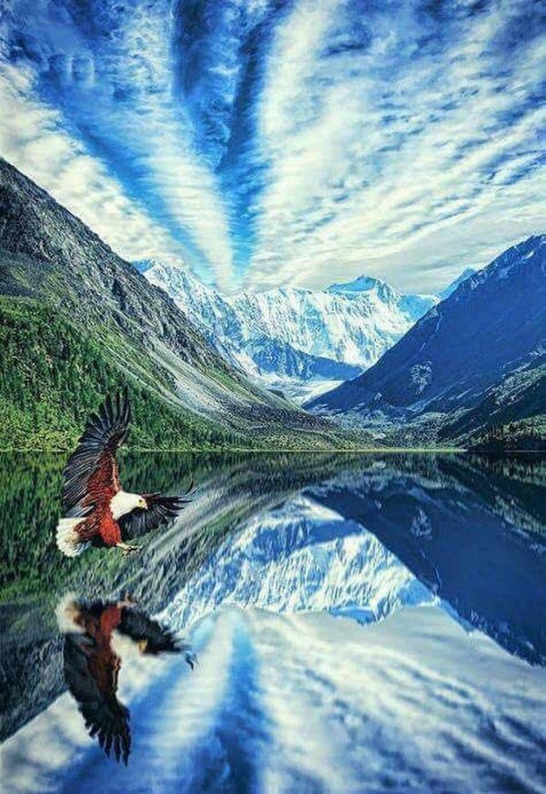 орел над горами