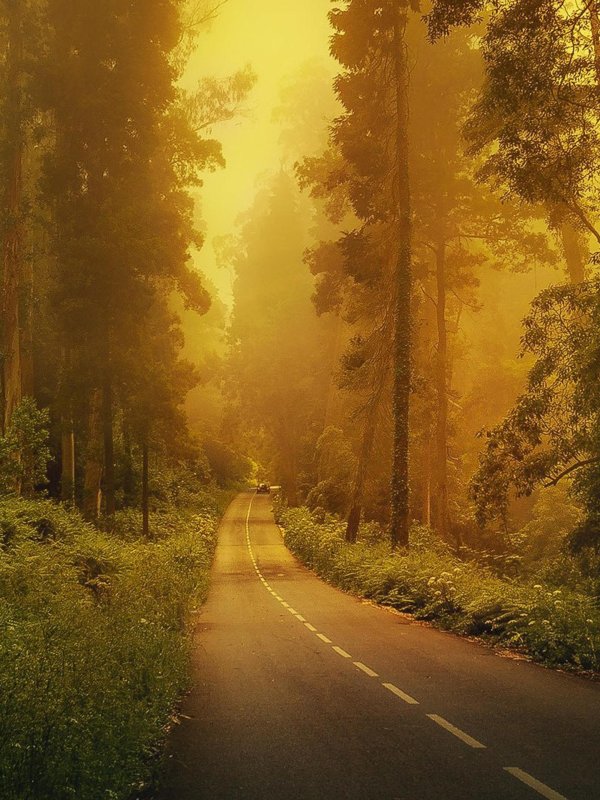 лесная дорога