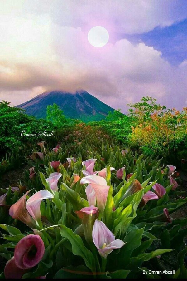 цветы красота