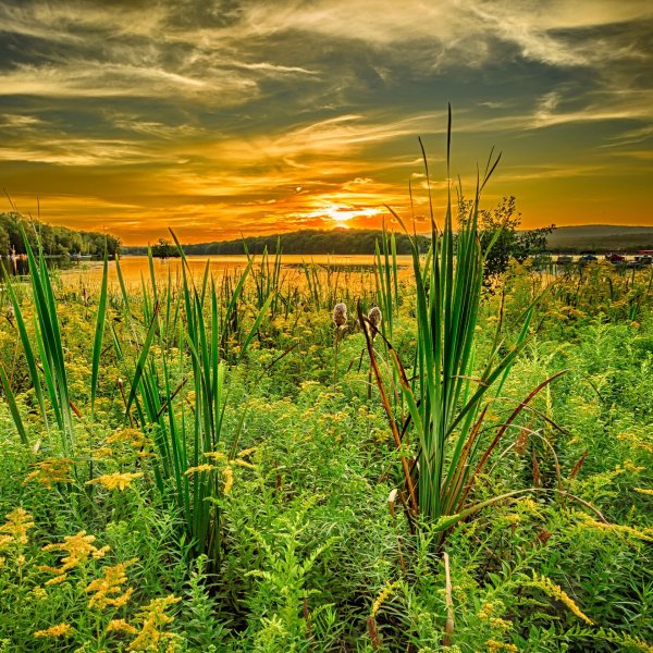 трава на закате