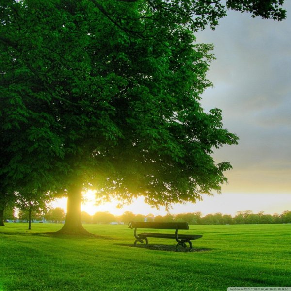 дерево солнце