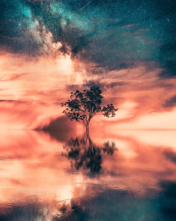 пейзаж дерево