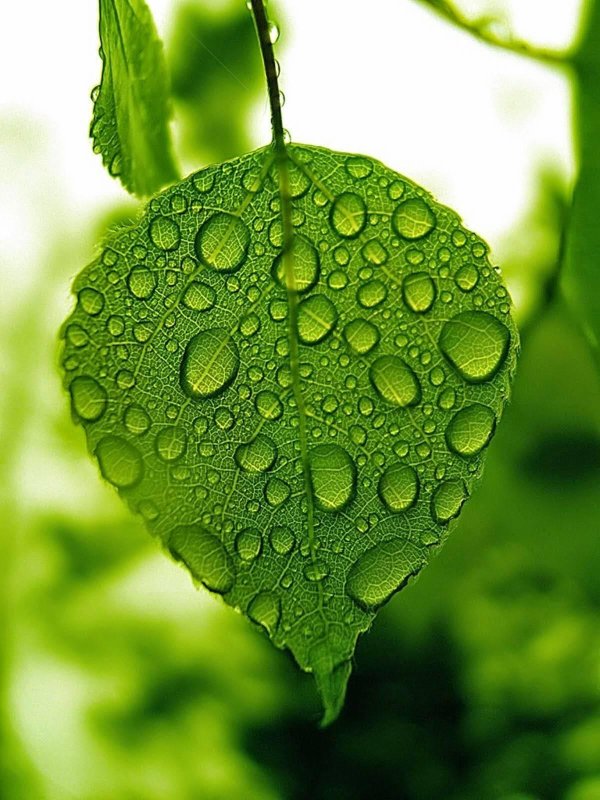 зеленые листья