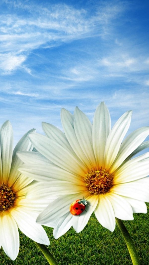 ромашка цветки