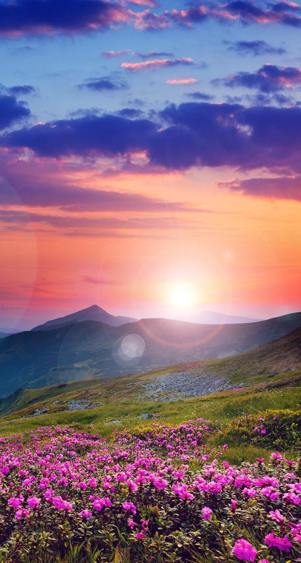цветы горы