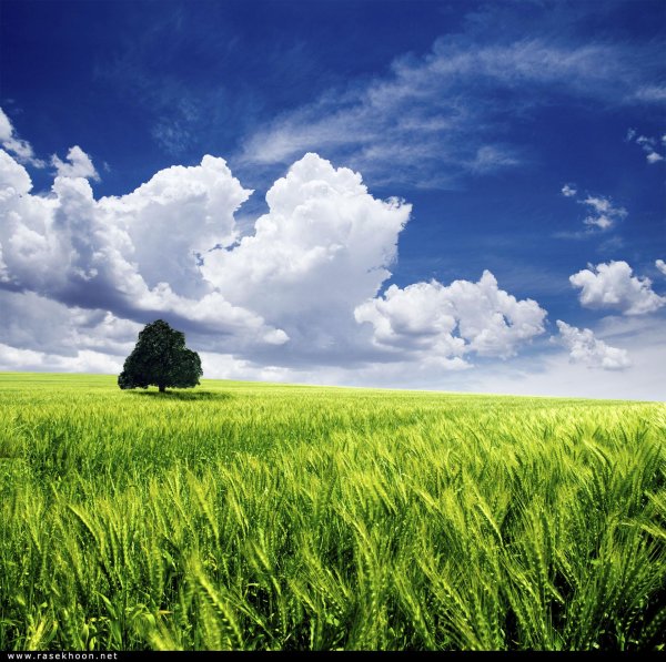 поле зелёное