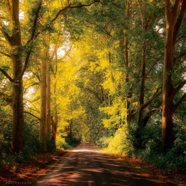 дорога в лес