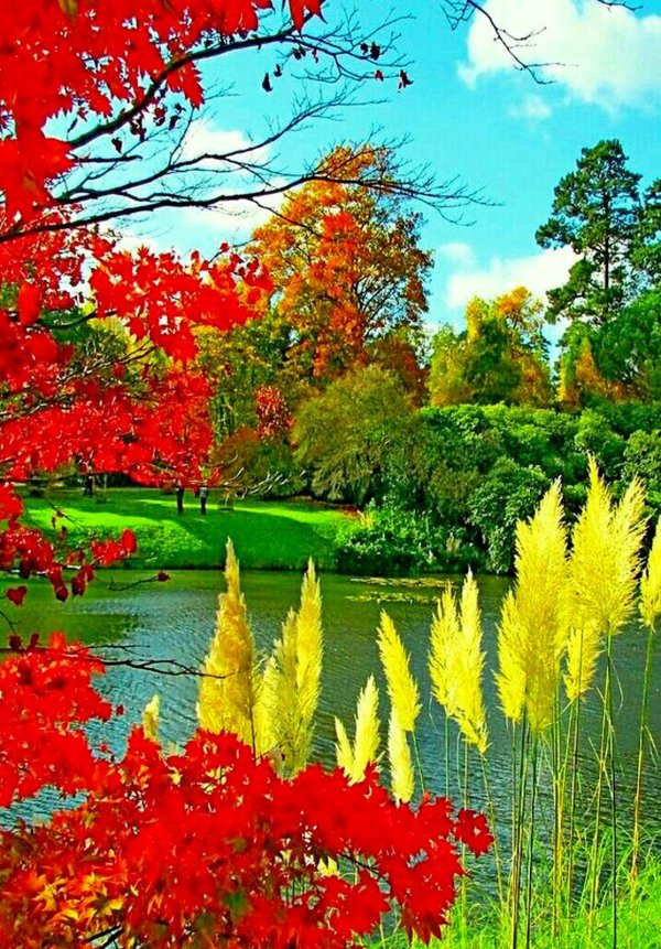 парк шеффилд гарден