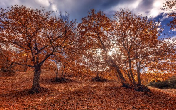 осенне дерево