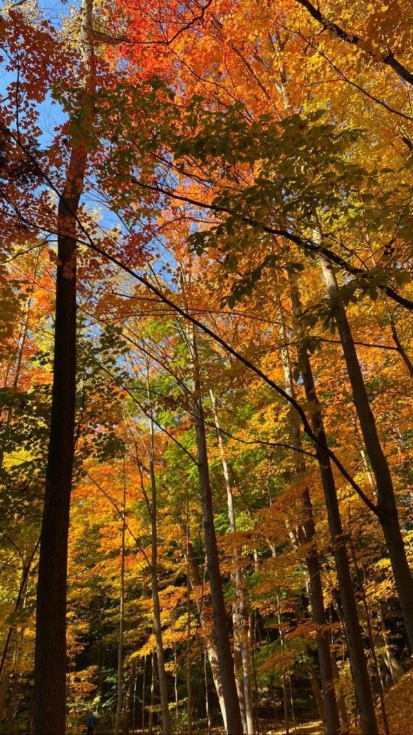 в осеннем лесу