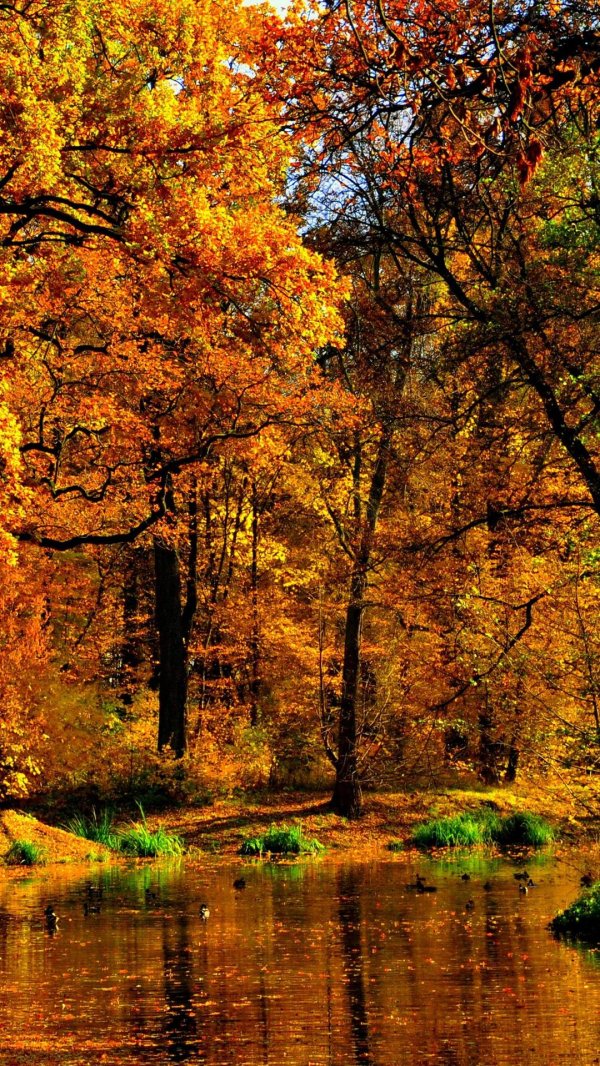 осенняя заставка