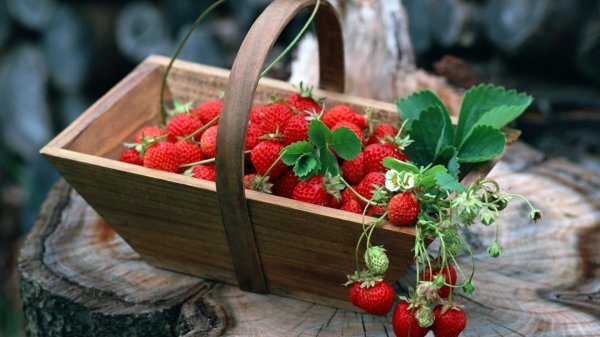 семена клубники чудо ягодница