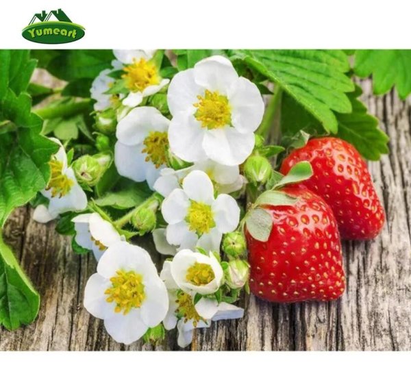 садовая земляника