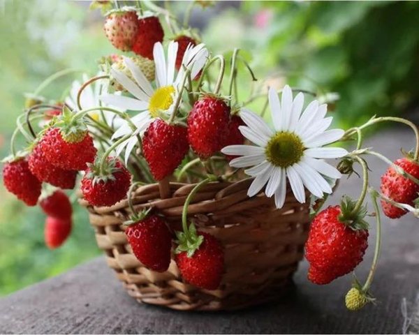 давид земляничник 9 июля