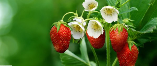 куст клубники