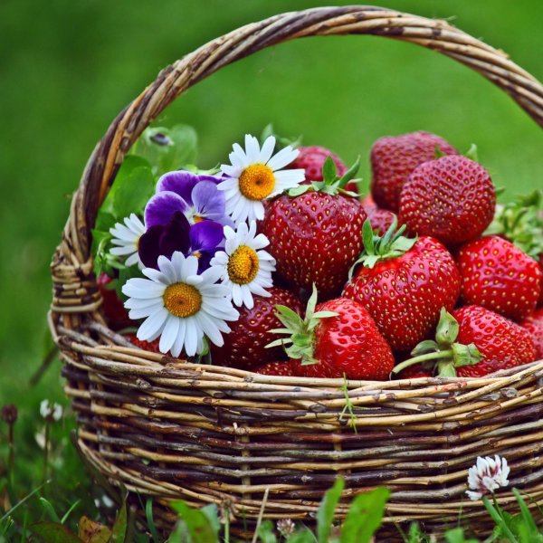 лето ягоды цветы