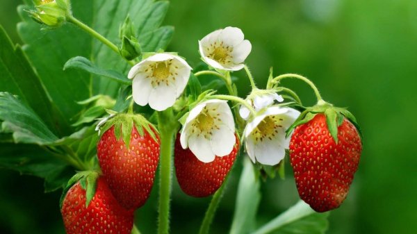 куст клубники