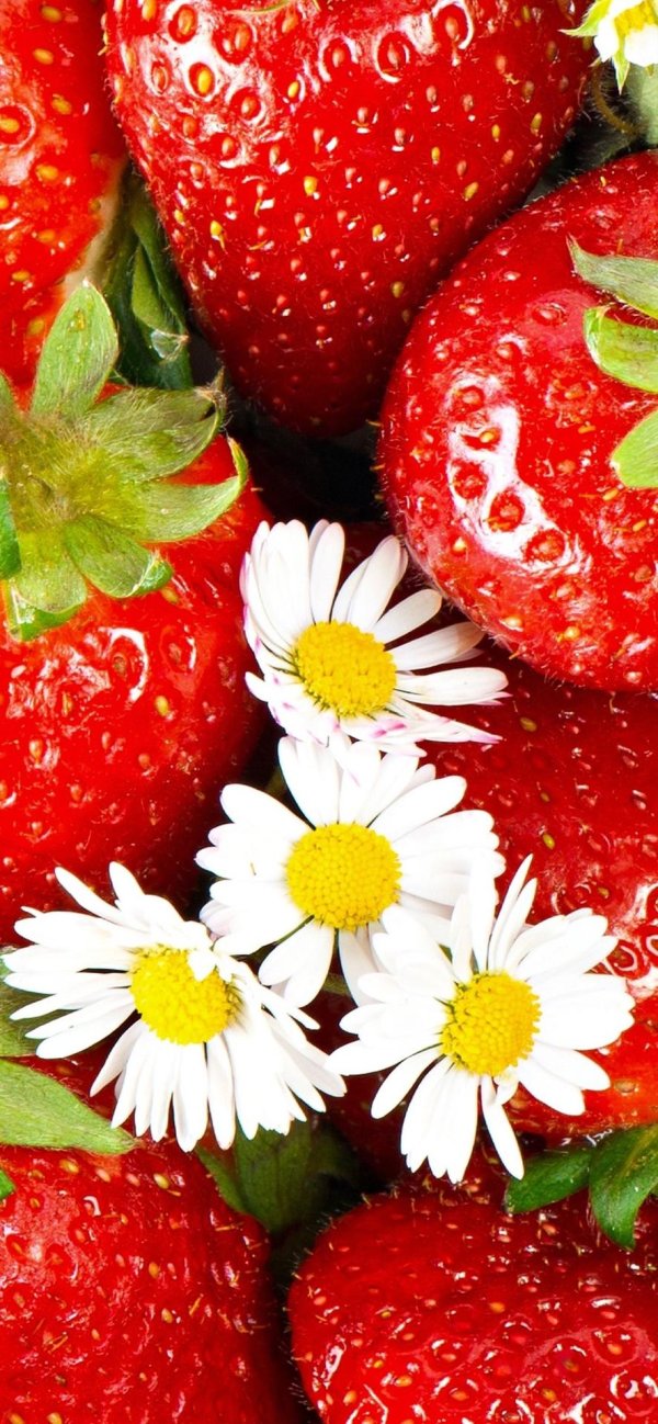 клубника строуберри