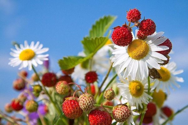 летние букеты