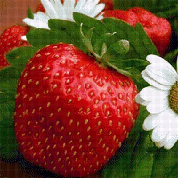 клубника сорт малинка