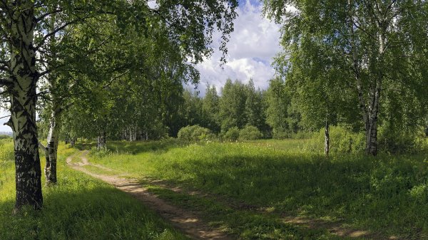 деревня береза поле россия