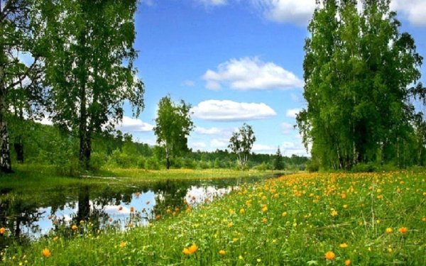 повислая береза