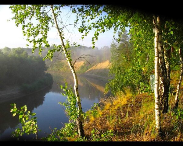 береза повислая над рекой