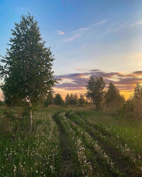 береза пушистая betula pubescens