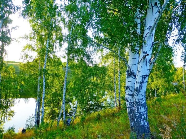березовые рощи южного урала