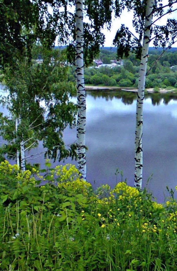береза у реки