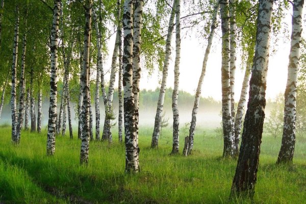 березовый лес