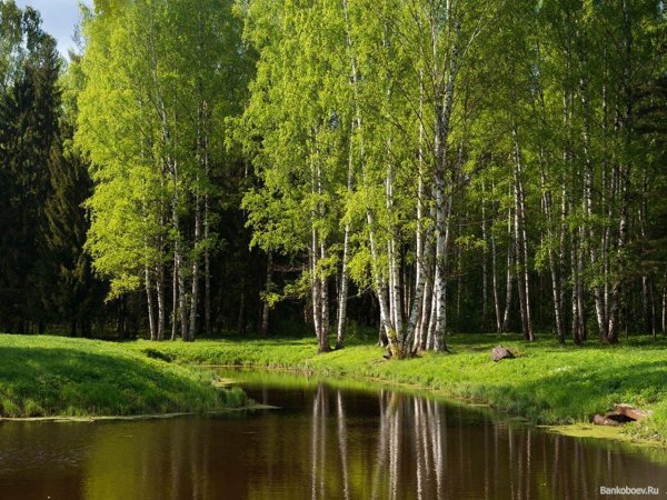 лесная речка ленинградской области