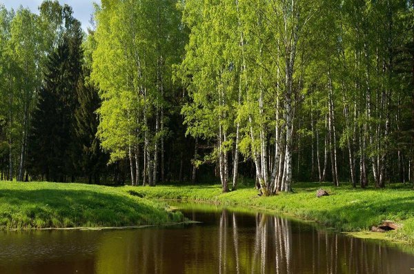 лесная речка ленинградской области