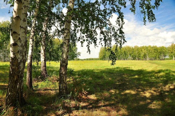 березовый увал сысертский район