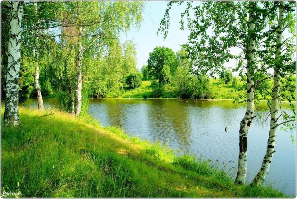 березовая роща около реки таруса