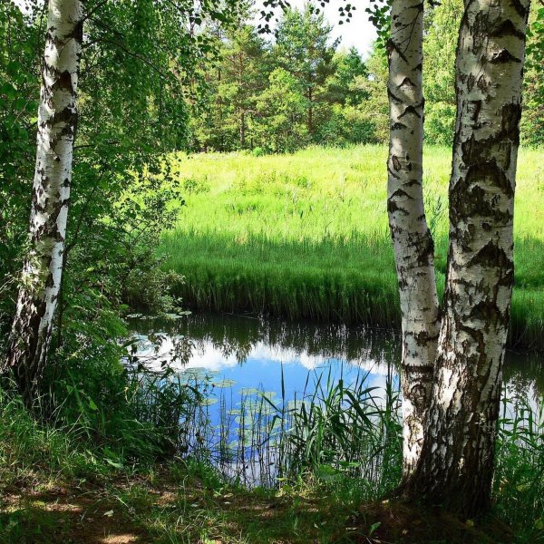 река березка тверская область